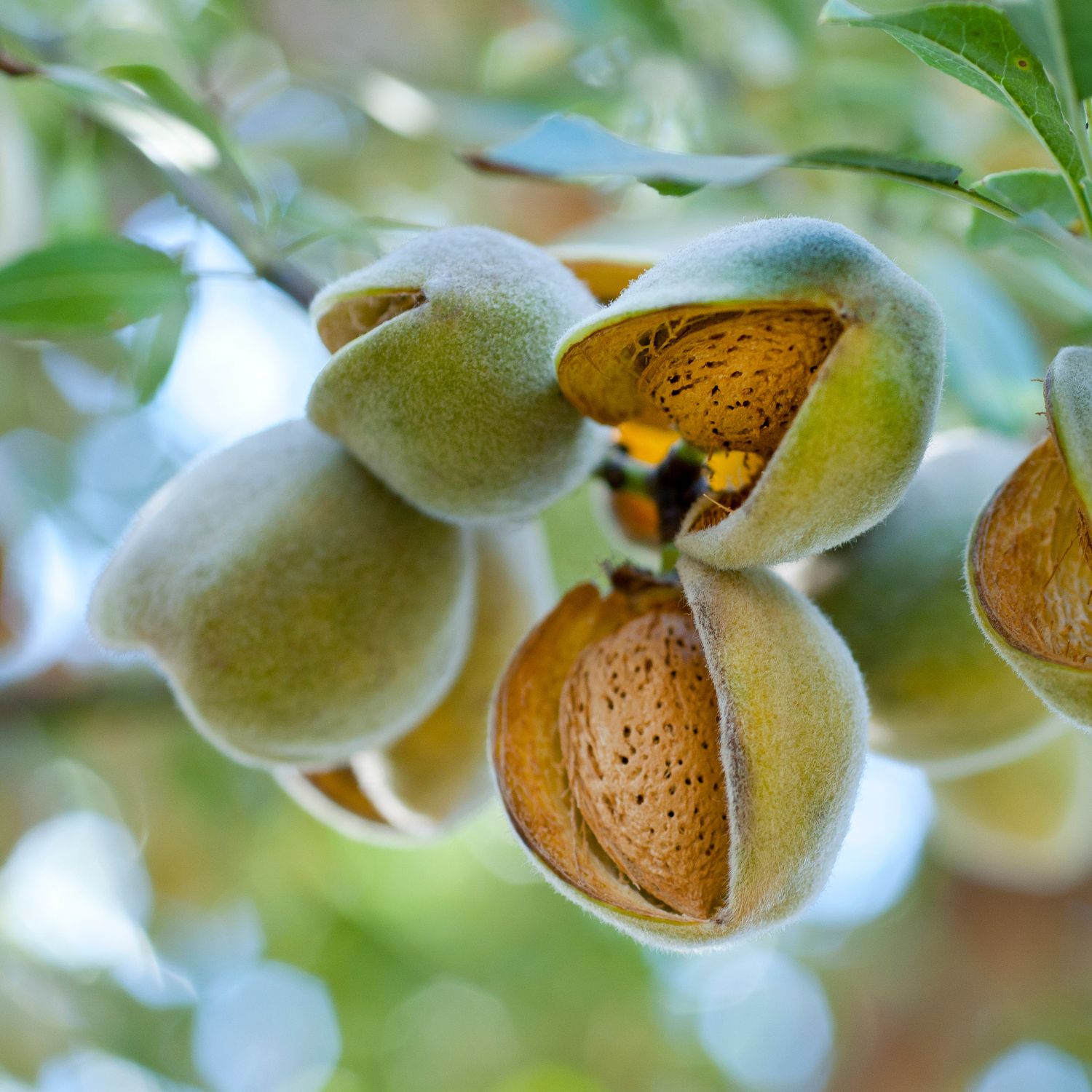 Mandorle dei Nebrodi - 200 gr - immagine 2